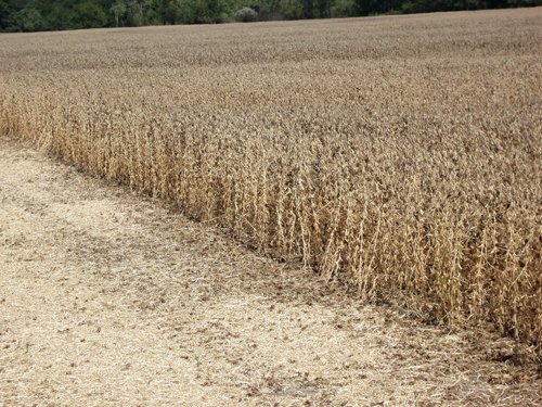 Property photo 2 - 98 +/- Acres Offered in 3 Tracts